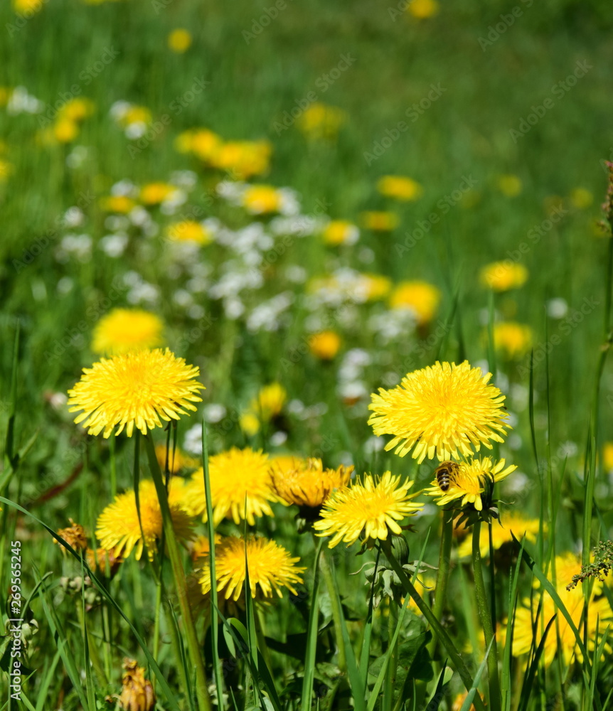 Wiesenblumen mit Löwenzahn Wiesenblumen mit Löwenzahn