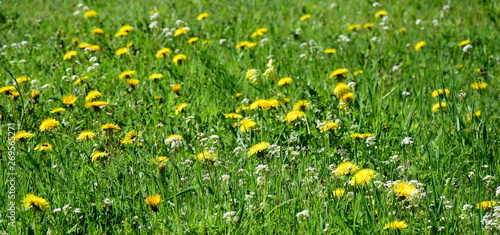 Löwenzahn - Löwenzahnwiese - Blumenwiese im Frühling
