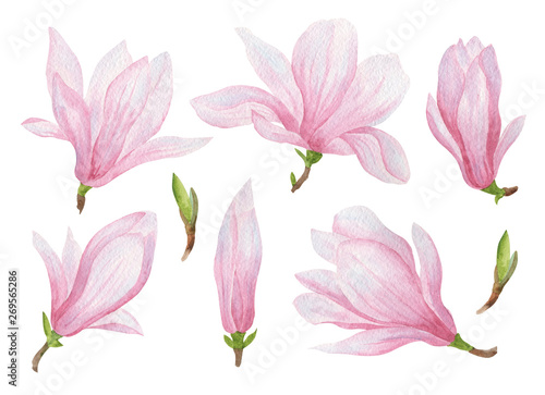 watercolor Magnolia flowers
