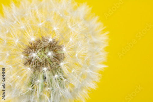 Dandelion Seed Head Blowball Close Up on Yellow Abstract Background 