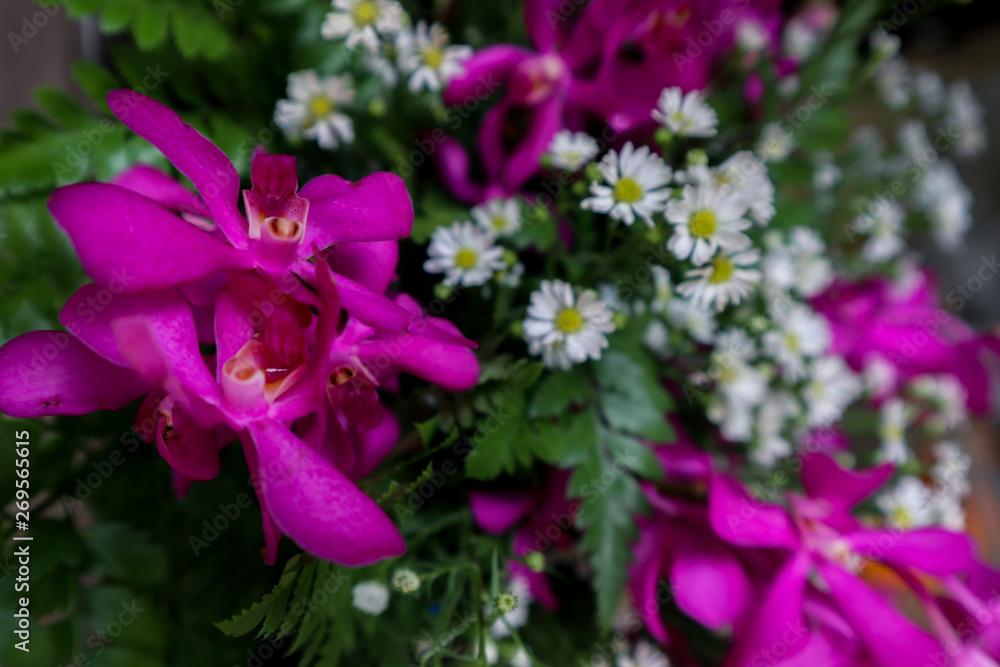 pink flowers in the garden pink flowers in the garden
