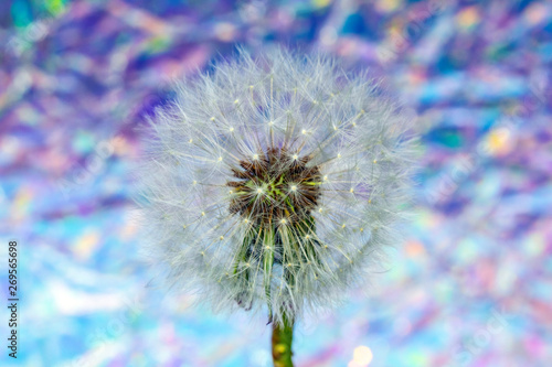 Dandelion Seed Head Blowball Close Up on Rainbow Abstract Background 