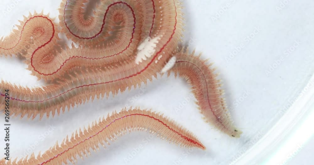 Sand Worm (Perinereis sp.) is the same species as sea worms (Polychaete),  Living in a beach area with relatively shallow water levels for education  in laboratory. Stock Video