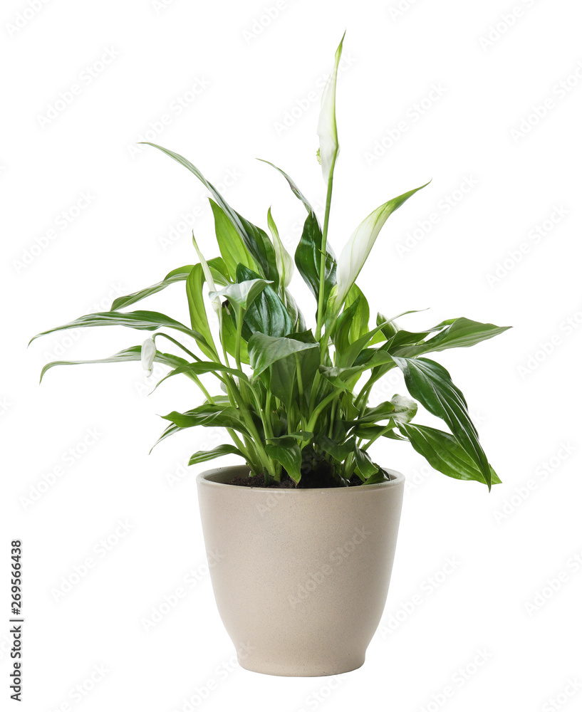 Pot with Spathiphyllum home plant on white background Pot with Spathiphyllum home plant on white background