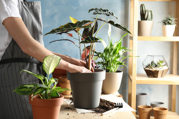 Woman transplanting home plant into new pot at table, closeup