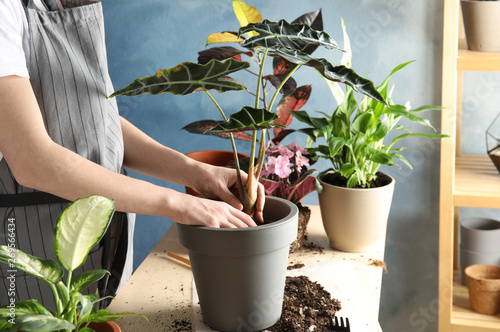 Woman transplanting home plant into new pot at table, closeup