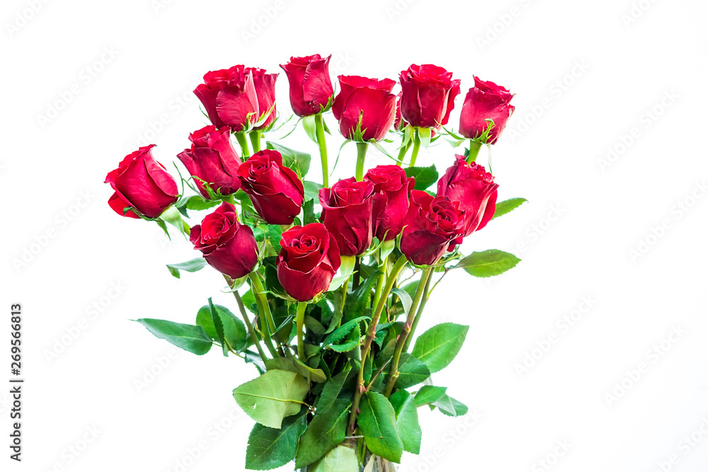 Rosas rojas en fondo blanco Rosas rojas en fondo blanco