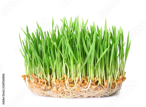Fresh sprouted wheat grass isolated on white