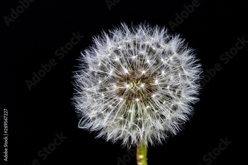 Fototapeta Naklejka Na Ścianę i Meble -  Dandelion Seed Head Blowball Close Up on Black  Abstract Background 