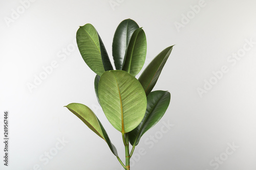 Beautiful rubber plant on white background. Home decor