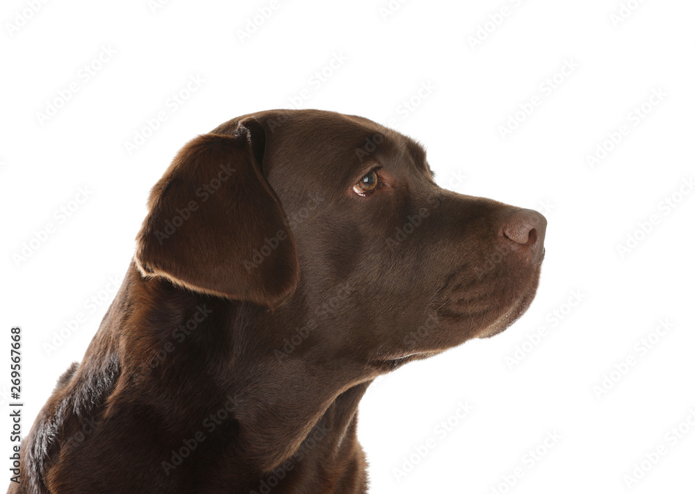 Chocolate labrador retriever on white background. Adorable pet Chocolate labrador retriever on white background. Adorable pet