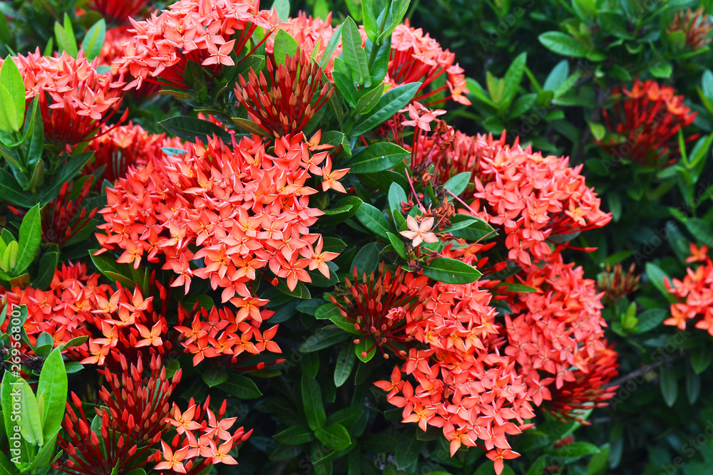 red spike flower or king Ixora blooming (Ixora chinensis) red spike flower or king Ixora blooming (Ixora chinensis)