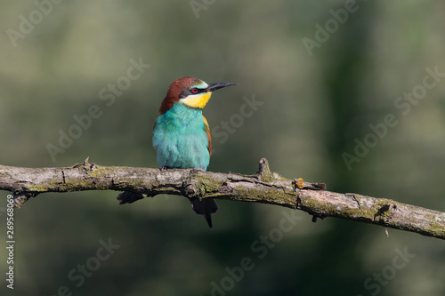 Portrait of a beautiful tropical bird, the bee eater (Merops apiaster)