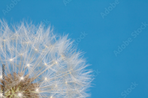 Dandelion Seed Head Blowball Close Up on Blue Abstract Background 