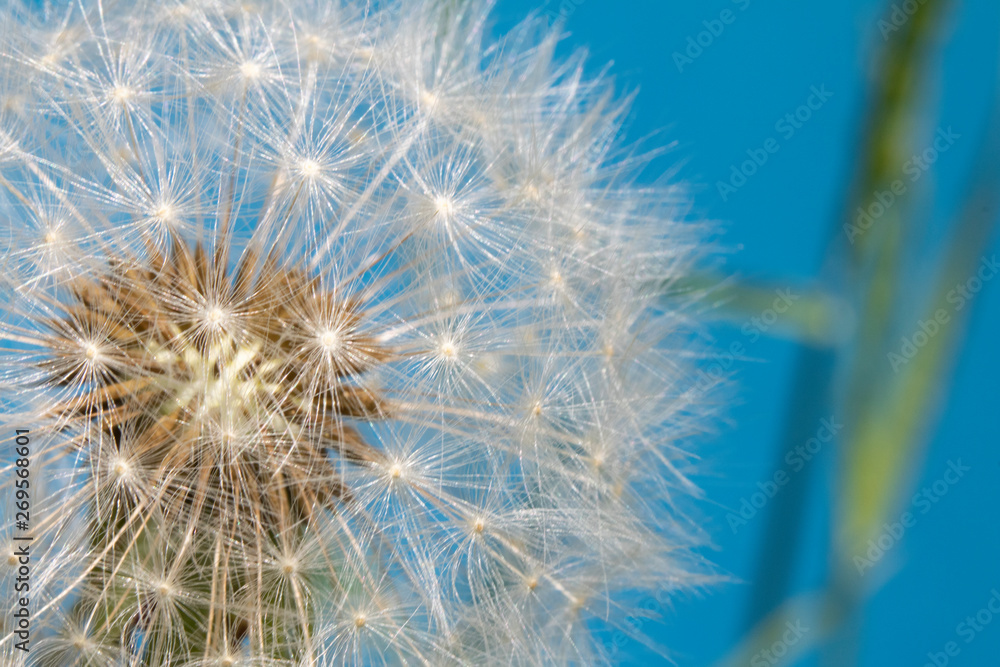 Fototapeta premium Dandelion Seed Head Blowball Close Up on Blue Abstract Background 