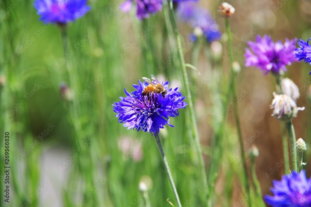 Fototapeta premium 矢車菊