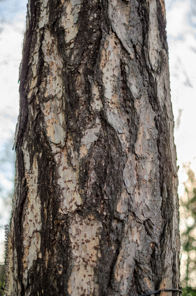 European Larch (larix decidua) bark. close up.