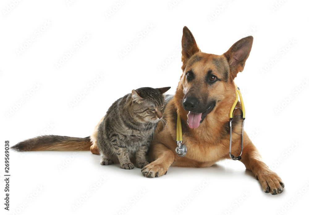 Obraz premium Cat and dog with stethoscope as veterinarian on white background