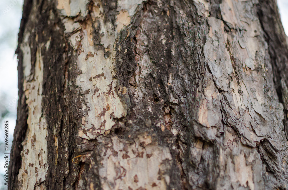 European Larch (larix decidua) bark. close up. European Larch (larix decidua) bark. close up.
