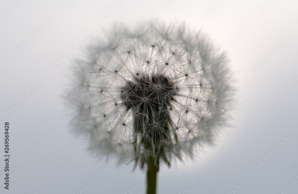 custom made wallpaper toronto digitalCloseup image of white dandelion. Dandelion seeds in macro photo. Nature photography concept.