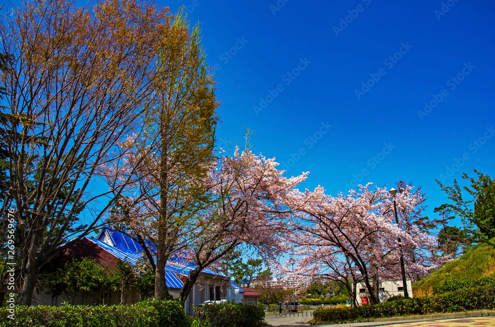 Naklejka premium 大阪豊中・服部緑地の桜