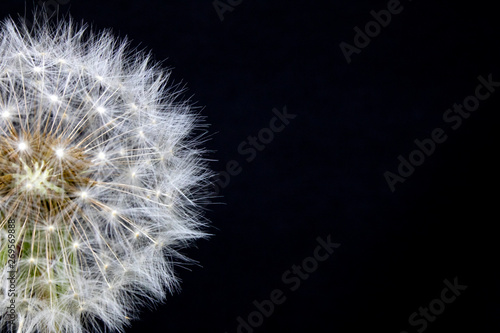 Dandelion Seed Head Blowball Close Up on Black  Abstract Background 