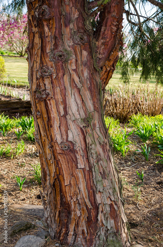 CALOCEDRUS decurrens (TORREY) FLORIN, Calocedrus , Incense Cedar. Tree trunk in the botany in Niemcza, Poland. photo