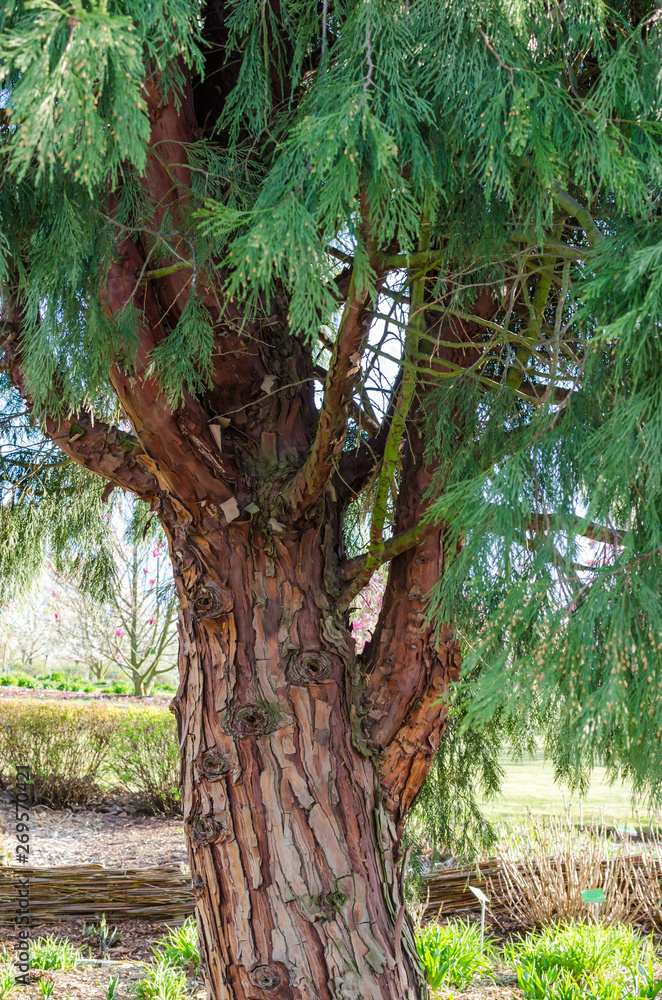 Fototapeta premium CALOCEDRUS decurrens (TORREY) FLORIN, Calocedrus , Incense Cedar. Tree in the botany in Niemcza, Poland.