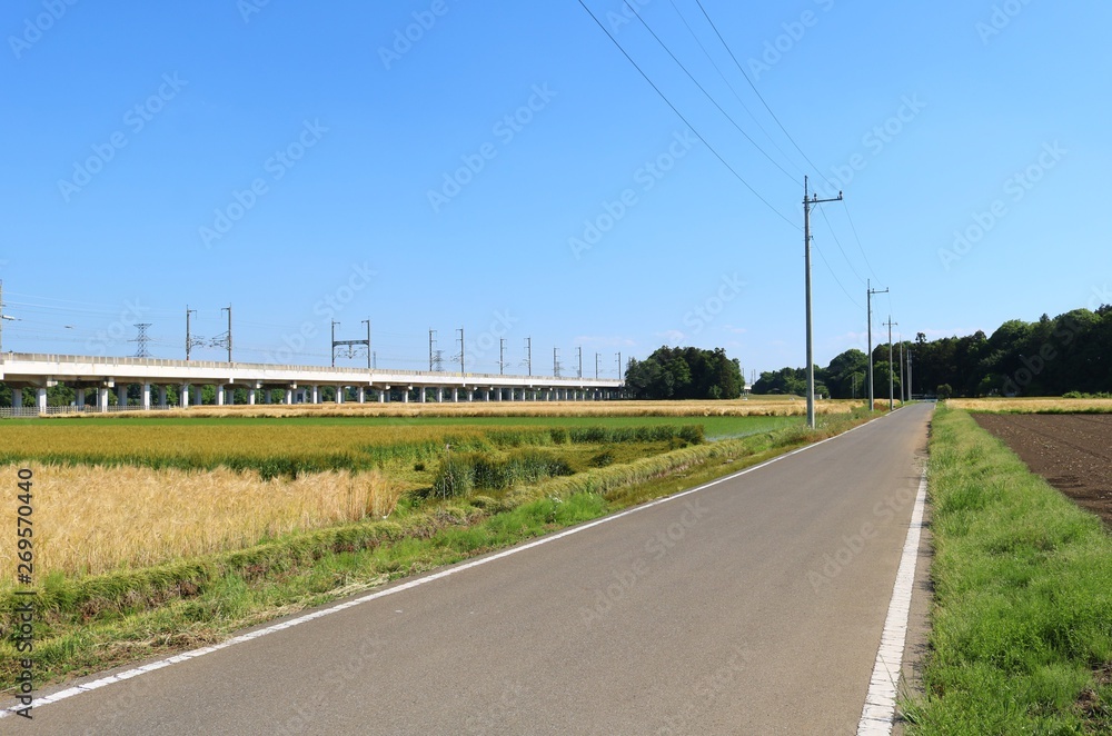 風景　春　田舎　道　高架橋　杤木