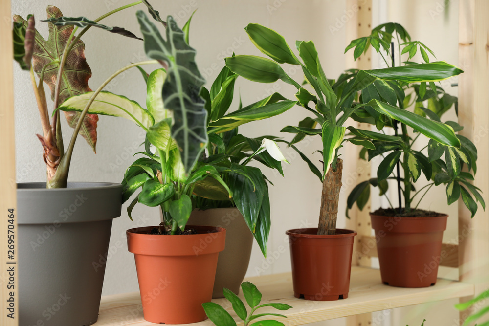 Different home plants on wooden shelf near light wall