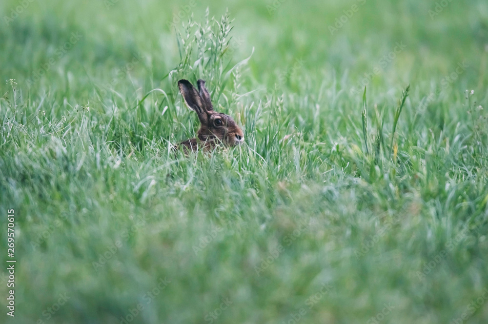 Hare sitting in meadow with tall grass. Hare sitting in meadow with tall grass.