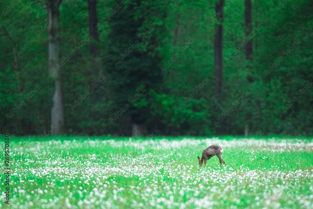 Grazing roe deer doe in forest meadow with faded dandelions. Grazing roe deer doe in forest meadow with faded dandelions.
