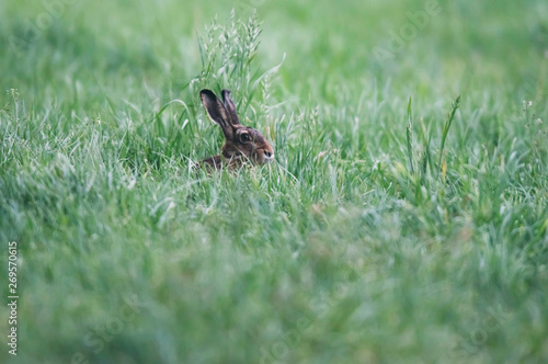 Hare sitting in meadow with tall grass.