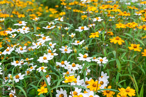 Spanish needle flowers in the garden