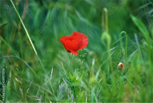 coquelicot