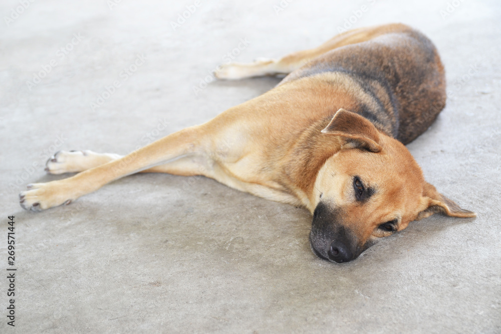 dog sleeping on the floor dog sleeping on the floor