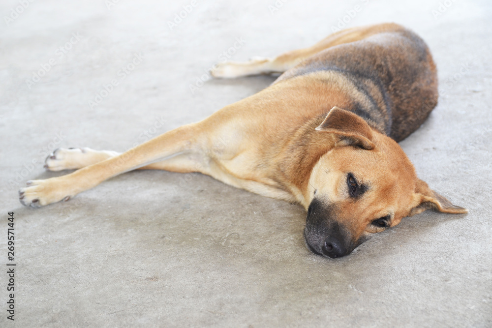 dog sleeping on the floor