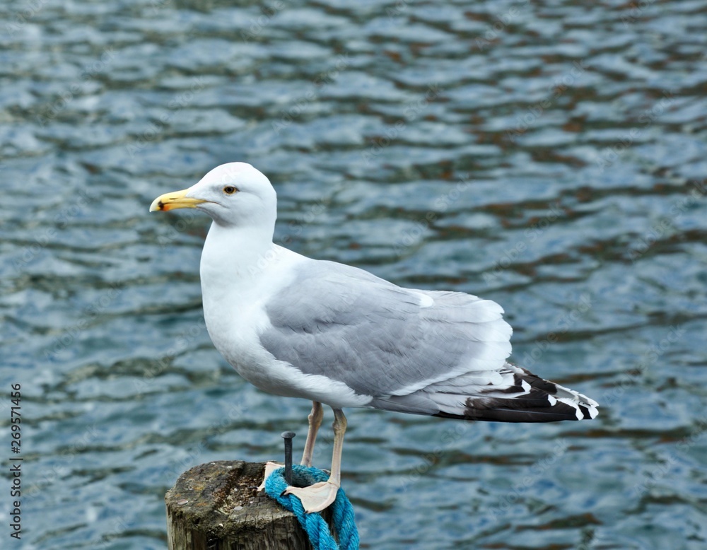 Large seagull perched on post with rippling water all around. Large seagull perched on post with rippling water all around.