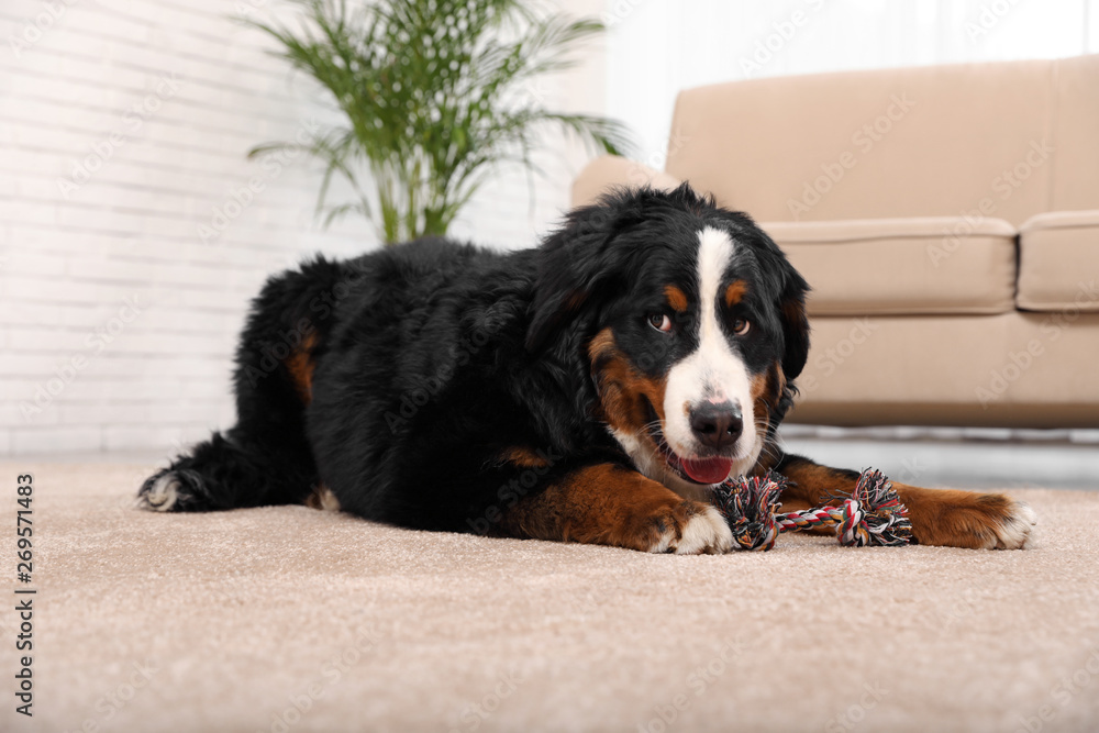 Bernese mountain dog with toy on carpet in living room Bernese mountain dog with toy on carpet in living room