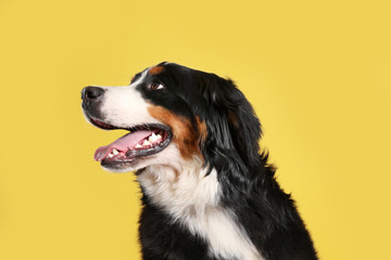 Funny Bernese mountain dog on color background