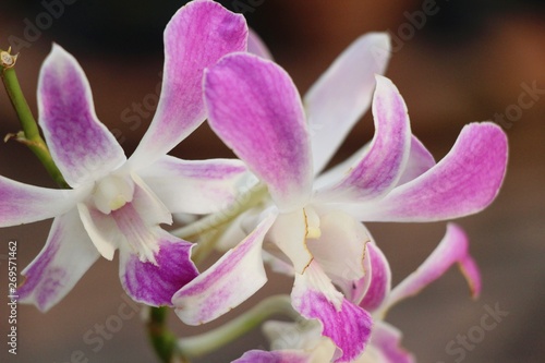 Orchid flower is beautiful in the garden