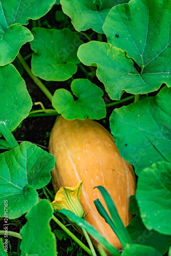 organic pumpkin in the garden