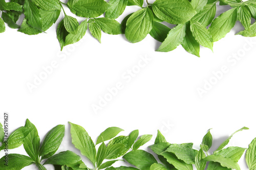 Beautiful spring green leaves on white background, top view. Space for text