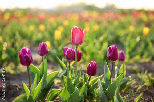 Closeup view of fresh beautiful tulips on field, space for text. Blooming spring flowers