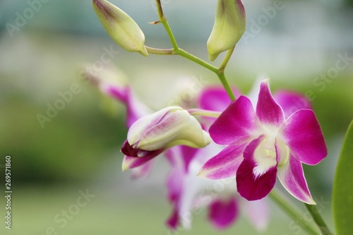 Orchid flower is beautiful in the garden