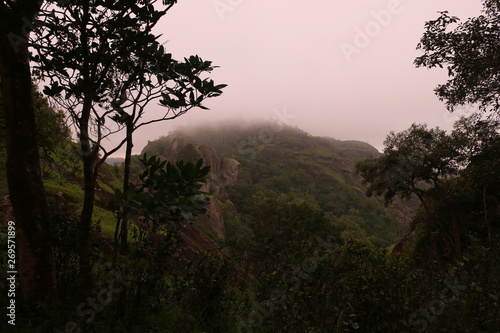 tree in the fog