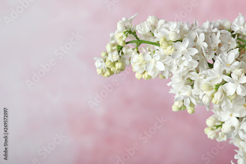 Blossoming lilac flowers against color background, closeup. Space for text