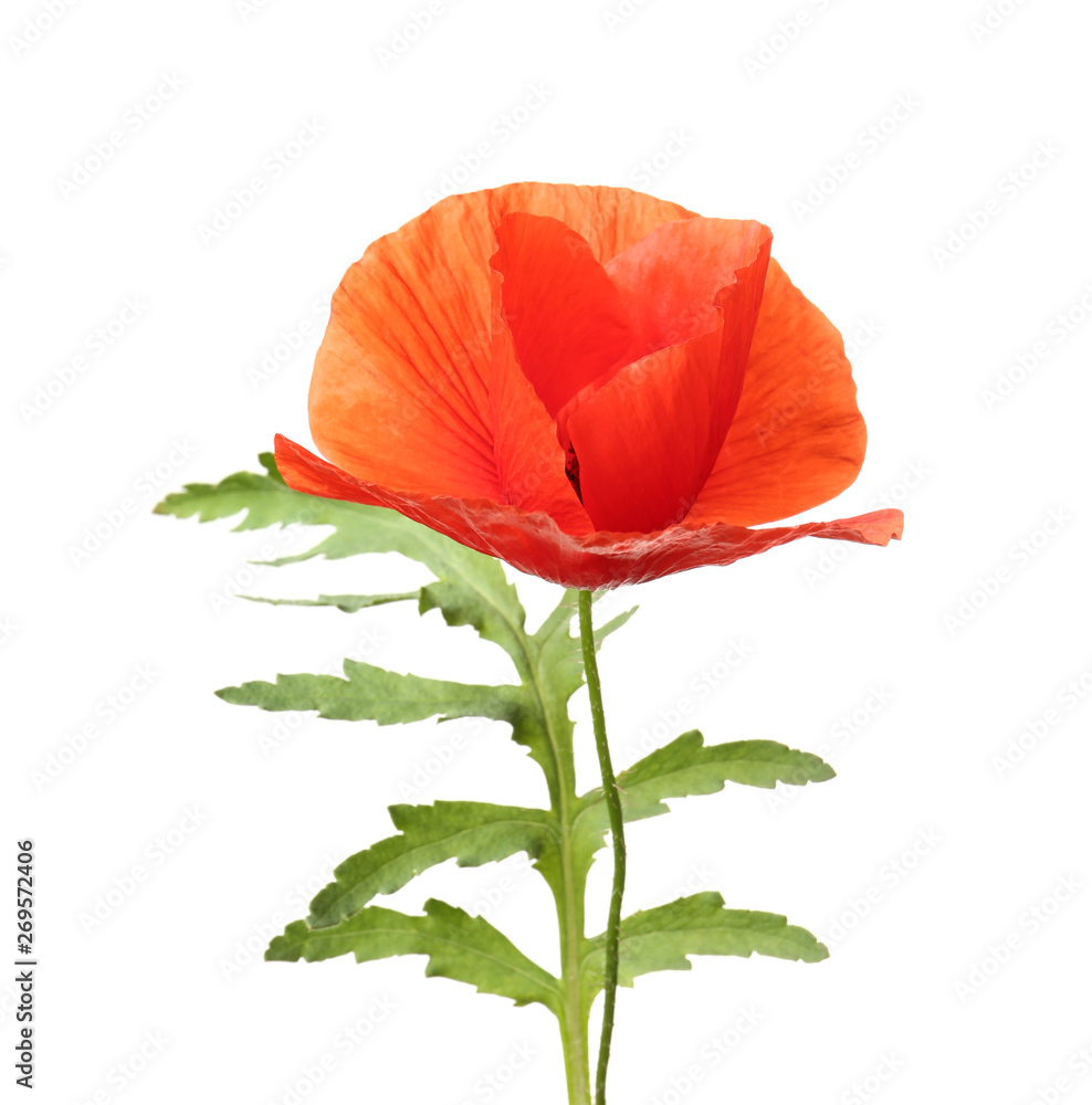 Beautiful bright poppy flower on white background Beautiful bright poppy flower on white background