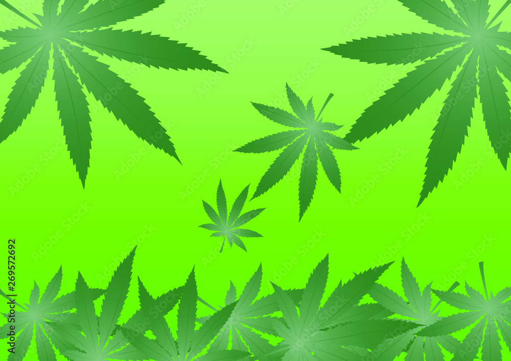 cannabis leaves on green background