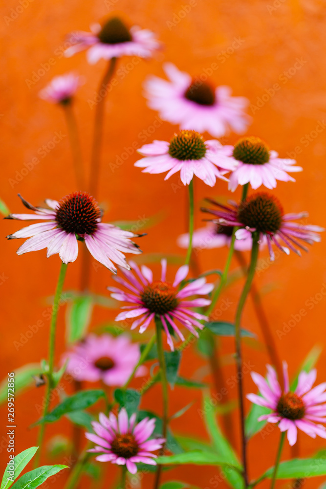 Pink Echinacea Flowers. Close up of pink Echinacea flowers